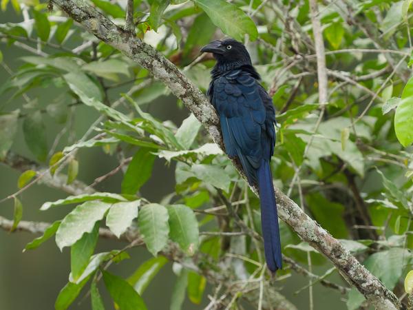 Grote ani (Crotophaga major)